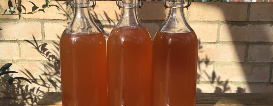 Beginners Guide to Kombucha